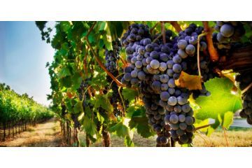 ASSEGNAZIONE ALCOOL IN ESENZIONE FISCALE AD USO FAMILIARE