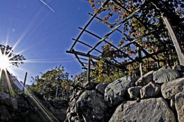 La vigna