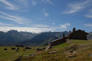 Il pascolo solitario